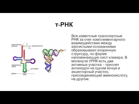 т-РНК Все известные транспортные РНК за счет комплементарного взаимодействия между азотистыми