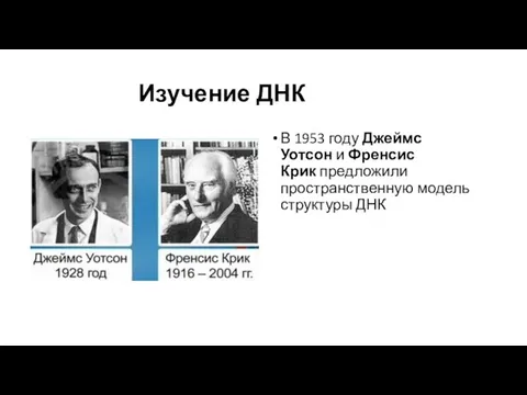 Изучение ДНК В 1953 году Джеймс Уотсон и Френсис Крик предложили пространственную модель структуры ДНК