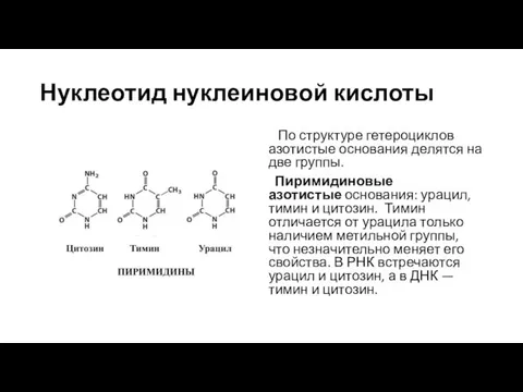 Нуклеотид нуклеиновой кислоты По структуре гетероциклов азотистые основания делятся на две