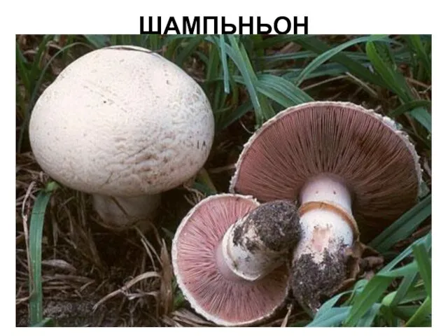 ШАМПЬНЬОН