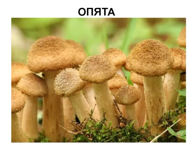 ОПЯТА