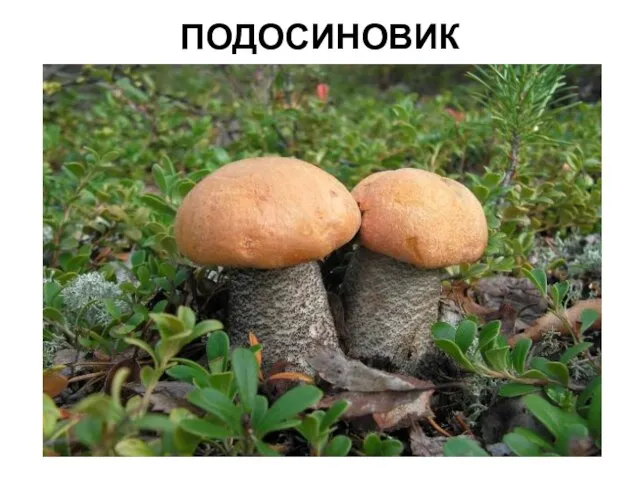 ПОДОСИНОВИК