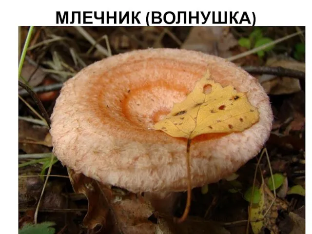 МЛЕЧНИК (ВОЛНУШКА)