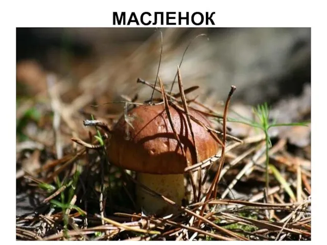 МАСЛЕНОК