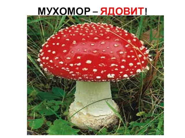 МУХОМОР – ЯДОВИТ!