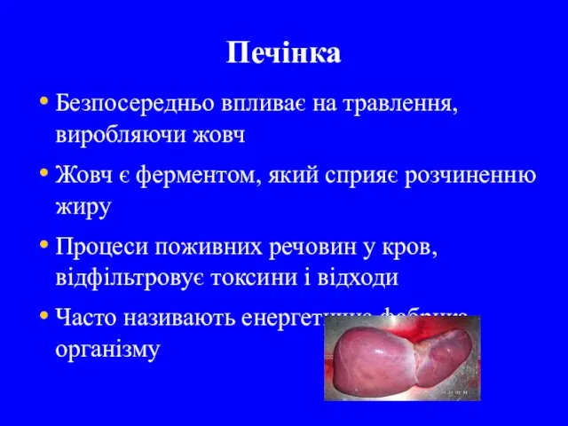 Печінка Безпосередньо впливає на травлення, виробляючи жовч Жовч є ферментом, який