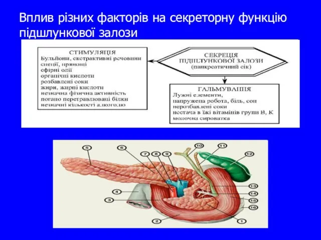 Вплив різних факторів на секреторну функцію підшлункової залози