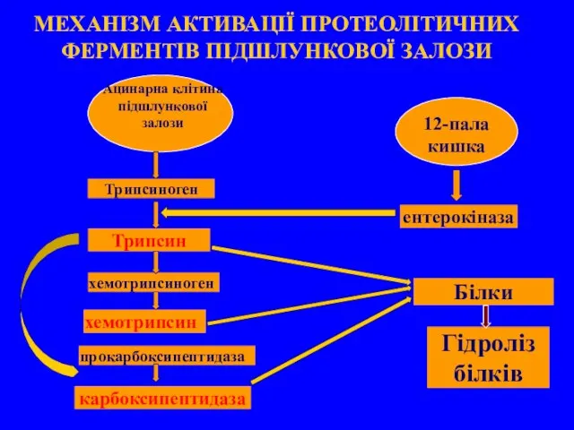 МЕХАНІЗМ АКТИВАЦІЇ ПРОТЕОЛІТИЧНИХ ФЕРМЕНТІВ ПІДШЛУНКОВОЇ ЗАЛОЗИ Трипсиноген Ацинарна клітина підшлункової залози