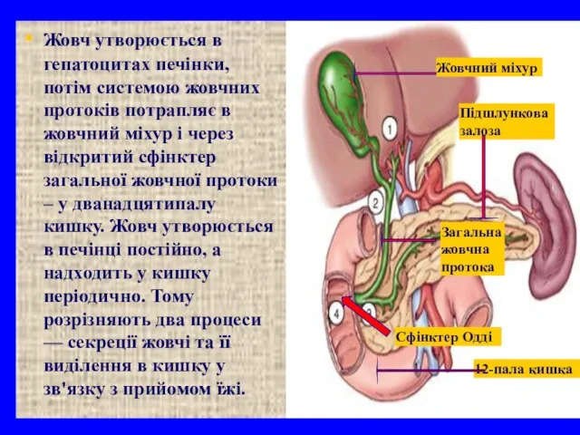 Жовчний міхур Загальна жовчна протока Сфінктер Одді 12-пала кишка Підшлункова залоза
