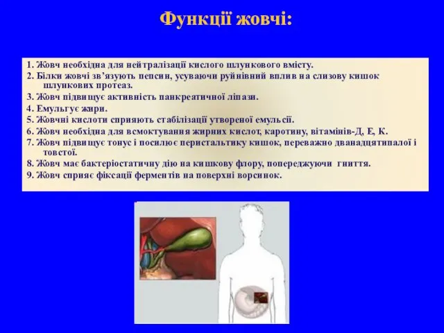 Функції жовчі: 1. Жовч необхідна для нейтралізації кислого шлункового вмісту. 2.