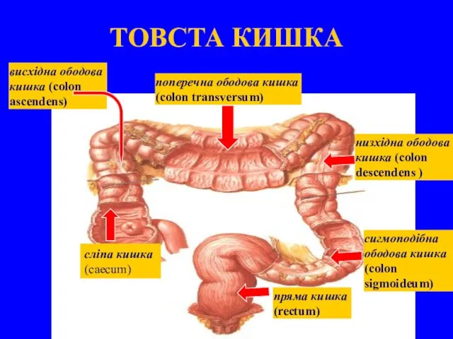 ТОВСТА КИШКА сліпа кишка (caecum) висхідна ободова кишка (colon ascendens) поперечна