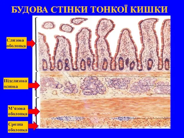 Слизова оболонка Підслизова основа М’язова оболонка Срозна оболонка БУДОВА СТІНКИ ТОНКОЇ КИШКИ