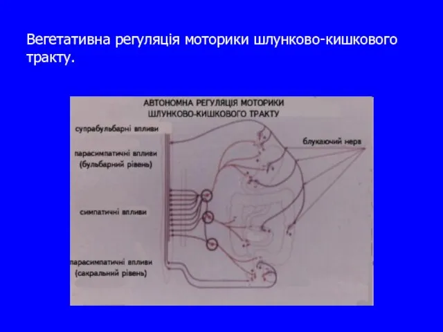 Вегетативна регуляція моторики шлунково-кишкового тракту.