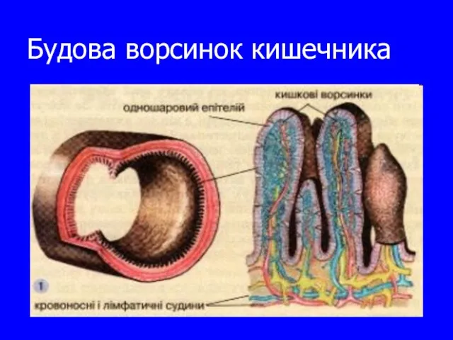 Будова ворсинок кишечника