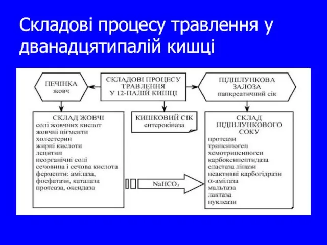 Складові процесу травлення у дванадцятипалій кишці