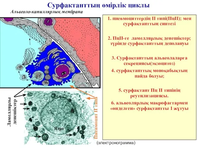 Сурфактанттың өмірлік циклы 1. пневмоциттердің II типі(ПцII); мен сурфактанттың синтезі 2.