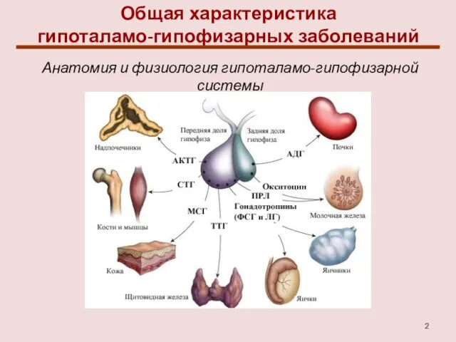 Общая характеристика гипоталамо-гипофизарных заболеваний Анатомия и физиология гипоталамо-гипофизарной системы