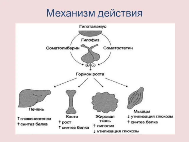 Механизм действия соматотропина