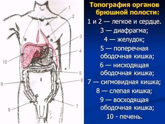 Топография органов брюшной полости: 1 и 2 — легкое и сердце.