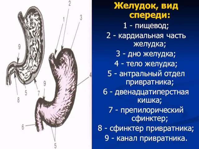 Желудок, вид спереди: 1 - пищевод; 2 - кардиальная часть желудка;