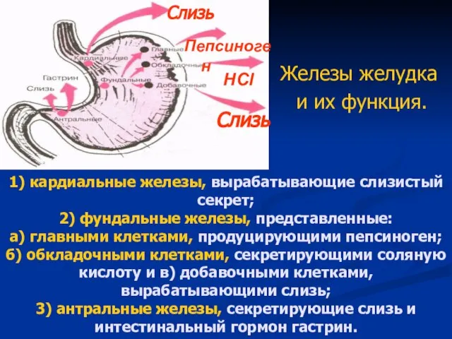 1) кардиальные железы, вырабатывающие слизистый секрет; 2) фундальные железы, представленные: а)