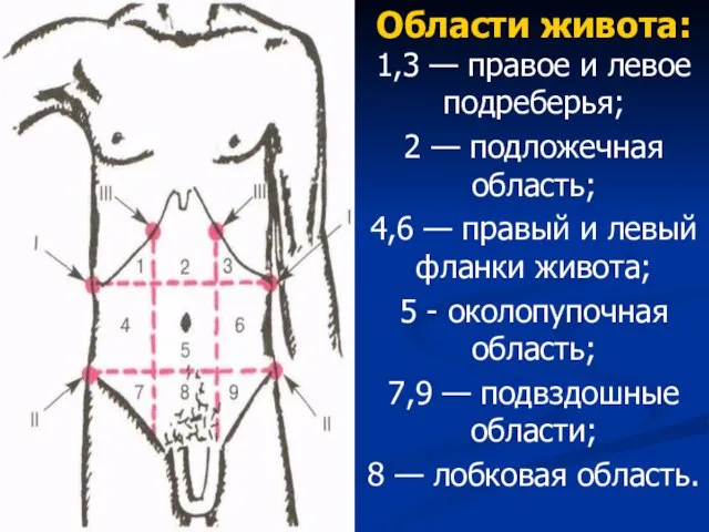 Области живота: 1,3 — правое и левое подреберья; 2 — подложечная