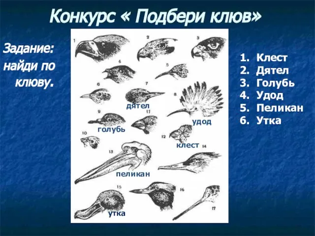 Конкурс « Подбери клюв» Задание: найди по клюву. Клест Дятел Голубь