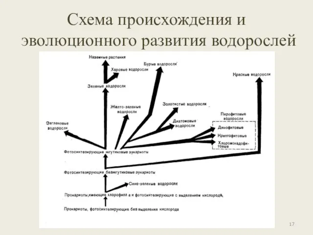 Схема происхождения и эволюционного развития водорослей