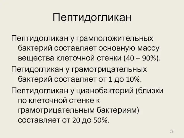 Пептидогликан Пептидогликан у грамположительных бактерий составляет основную массу вещества клеточной стенки