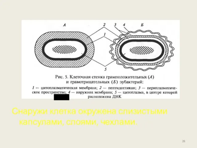 Снаружи клетка окружена слизистыми капсулами, слоями, чехлами.