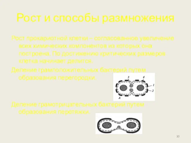 Рост и способы размножения Рост прокариотной клетки – согласованное увеличение всех