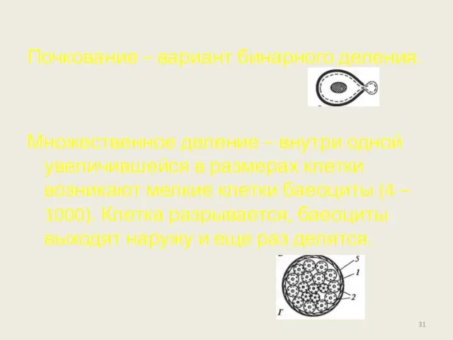 Почкование – вариант бинарного деления. Множественное деление – внутри одной увеличившейся