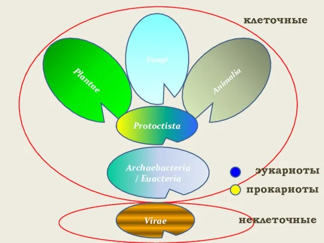 Plantae Animalia Fungi клеточные неклеточные эукариоты прокариоты Protoctista Archaebacteria/ Euacteria Virae