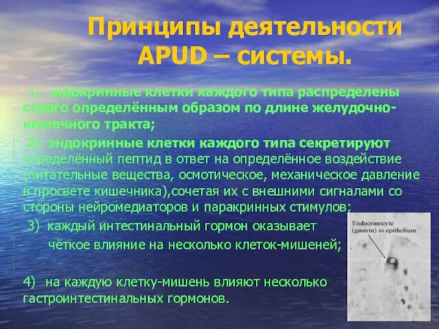 Принципы деятельности APUD – системы. 1) эндокринные клетки каждого типа распределены