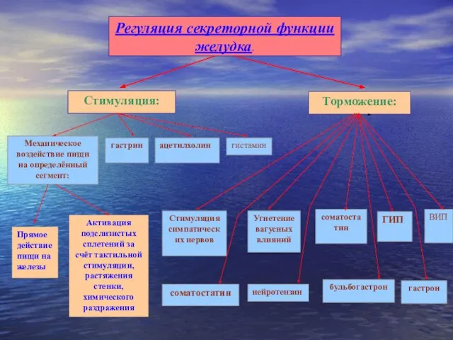 Стимуляция: Торможение: ацетилхолин Активация подслизистых сплетений за счёт тактильной стимуляции, растяжения