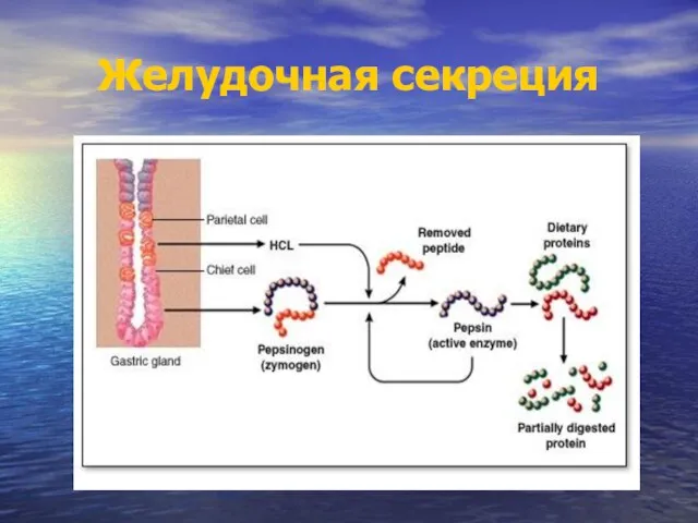 Желудочная секреция