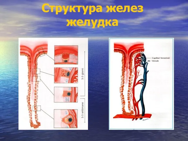 Структура желез желудка