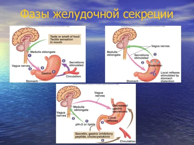 Фазы желудочной секреции