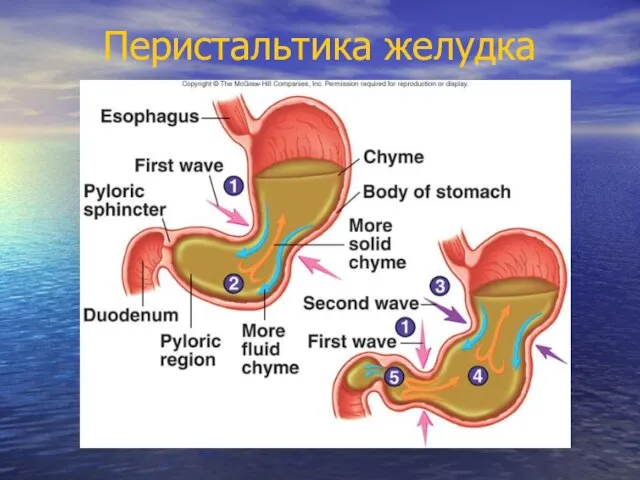 Перистальтика желудка