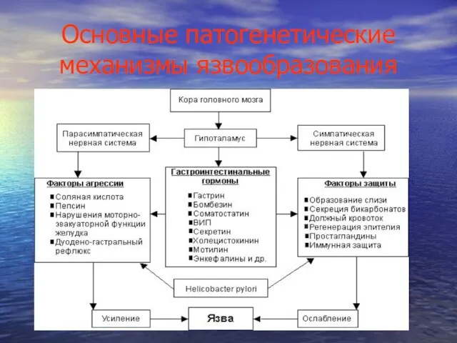 Основные патогенетические механизмы язвообразования