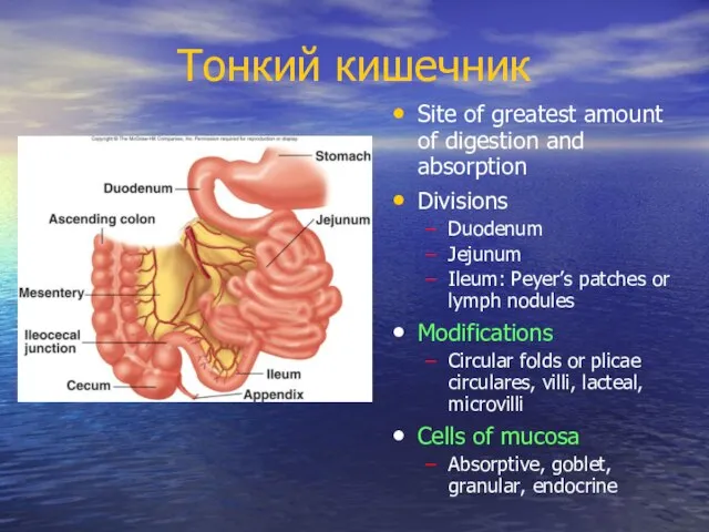 Тонкий кишечник Site of greatest amount of digestion and absorption Divisions