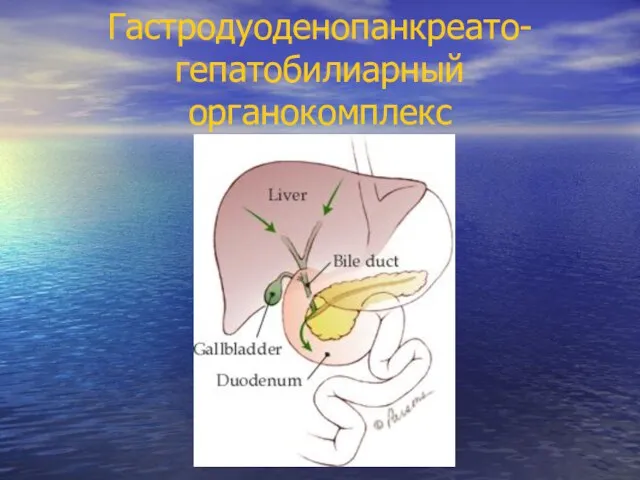 Гастродуоденопанкреато-гепатобилиарный органокомплекс