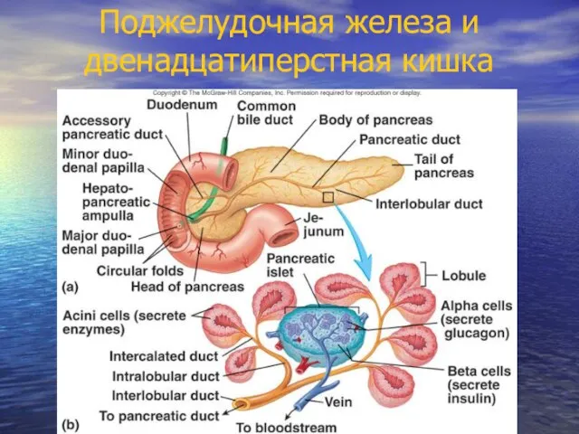 Поджелудочная железа и двенадцатиперстная кишка