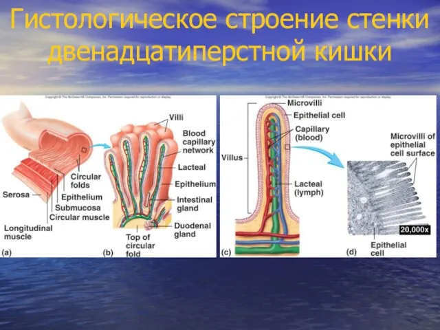 Гистологическое строение стенки двенадцатиперстной кишки