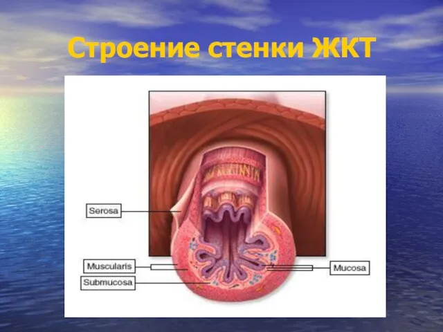 Строение стенки ЖКТ