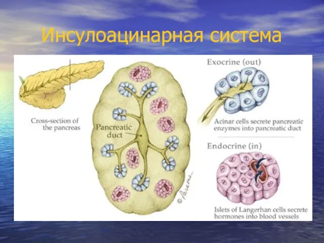 Инсулоацинарная система