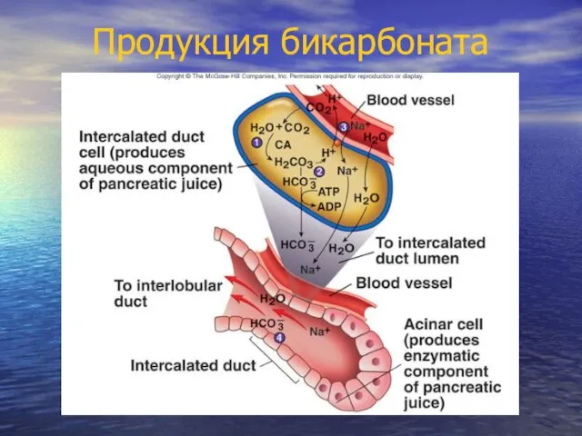 Продукция бикарбоната