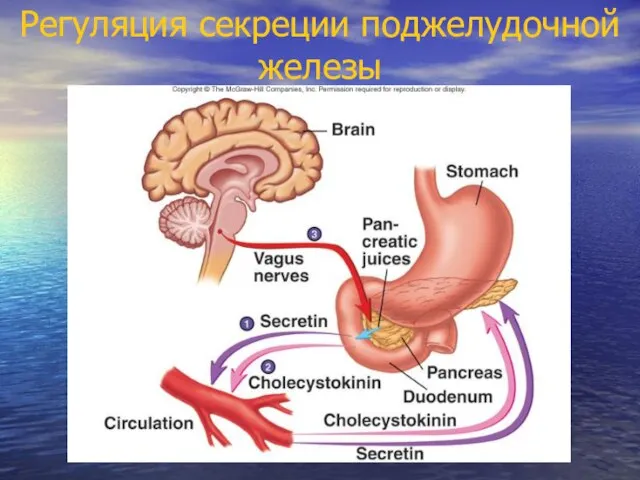 Регуляция секреции поджелудочной железы