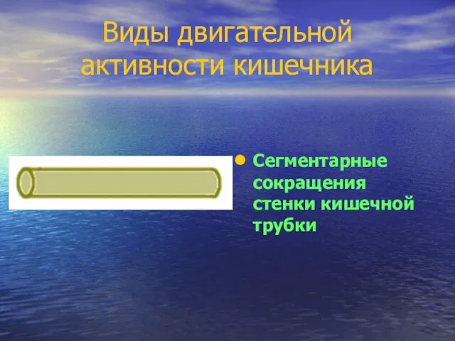 Виды двигательной активности кишечника Сегментарные сокращения стенки кишечной трубки