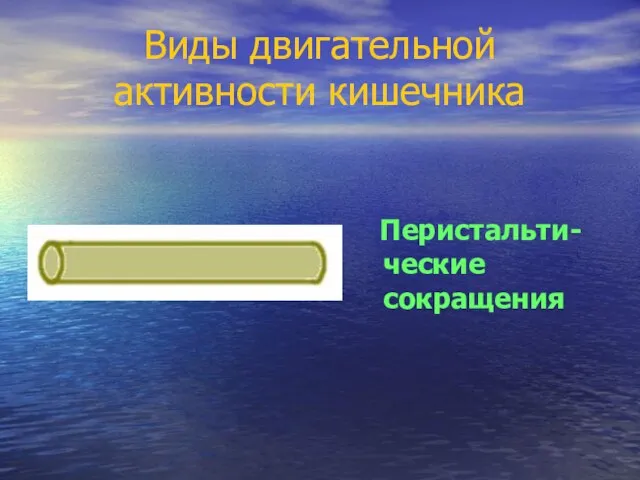 Виды двигательной активности кишечника Перистальти-ческие сокращения